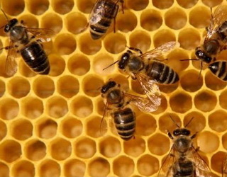 Мед може подорожчати через втрати бджолиних сімей під час зимування